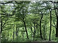 Spring trees in Redisher Wood