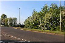 SK8609 : Burley Park Way, Oakham by David Howard