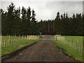 Farm track and trees near Muirhouse