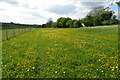 Buttercups on the path to Lower Thorpe