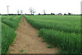 Millennium Way going to Thenford Hill Farm