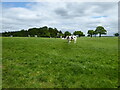 A dairy herd at Pickthorn Farm in May