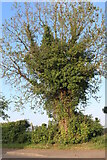 SK8702 : Tree by Oakham Road, Preston by David Howard