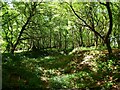 Former Gravel Pit, Ashdown Forest