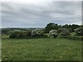 Meadow and trees