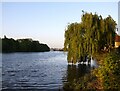 Weeping willow at Mortlake, in early May