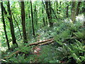 Llwybr yn Allt Banc-sina / Path at Allt Banc-sina