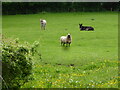 Two donkeys and a ram in a paddock at Sidbury