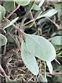 Sea Purslane