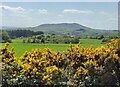 Gorse bushes near Pennerley