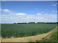 Wheatfield north of Hadleigh