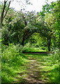 TQ8692 : Path in Magnolia Fields Local Nature Reserve, Hawkwell by Roger Jones