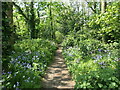 SU4613 : Woodland path with bluebells, Harefield, Southampton by Christine Johnstone
