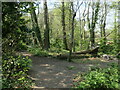 SU4613 : Fallen trees in woodland, Harefield, Southampton by Christine Johnstone