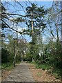 SU4612 : Path in Thornhill Park, Southampton by Christine Johnstone