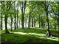 Beeches, Mill Hill