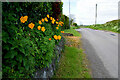 Welsh poppies along Greenville Road