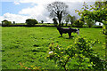 Cattle, Kilstrule