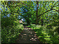 Path beside Broadfield Brook