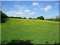 Grass field with buttercups, Lower Layham