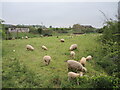 Sheep by the old tanks