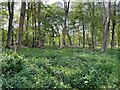 Spring in Dodsley Wood