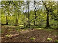 Spring in Dodsley Wood