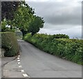 Hedge-lined road, Pantygelli, Monmouthshire