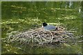 SE6050 : Coot on a nest by DS Pugh