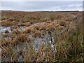 ND0856 : Typical Wet and Boggy Ground in Caithness, Scotland by Andrew Tryon