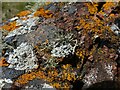 NH7459 : Lichen variety at Rosemarkie by Alan Murray-Rust