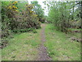 Woodland path, Downie Hillock