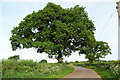 Oaks, Beaulieu Wood