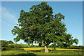 Oak near Newlands Lane