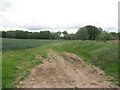 SO3741 : Wheat field, Preston on Wye by Richard Webb