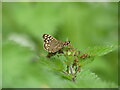 TG2932 : Speckled Wood Butterfly by David Pashley