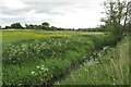 Buttercups by the Cherwell