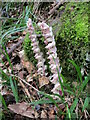 Toothwort  (Lathraea squamaria)