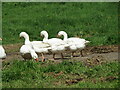 Etherley Farm - Geese