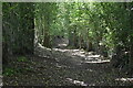 Woodland footpath