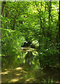 River Cerne below Kettle Bridge