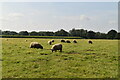 TQ6447 : Sheep grazing by N Chadwick
