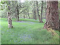 NT1634 : Woodland, Dawyck Botanic Garden by Richard Webb