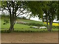 Near East Aquhorthies stone circle