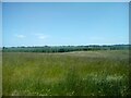 View across meadows towards Woodham Ferrers