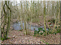 TQ3419 : Pond in West Wood by Robin Webster
