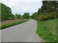 Road beside Foths Wood