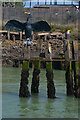 Newhaven : cormorant sculpture