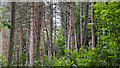 Conifers in the north part of Oakham Common