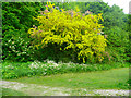 SE1423 : Laburnum tree at the eastern end of Wellholme Park, Brighouse by Humphrey Bolton
